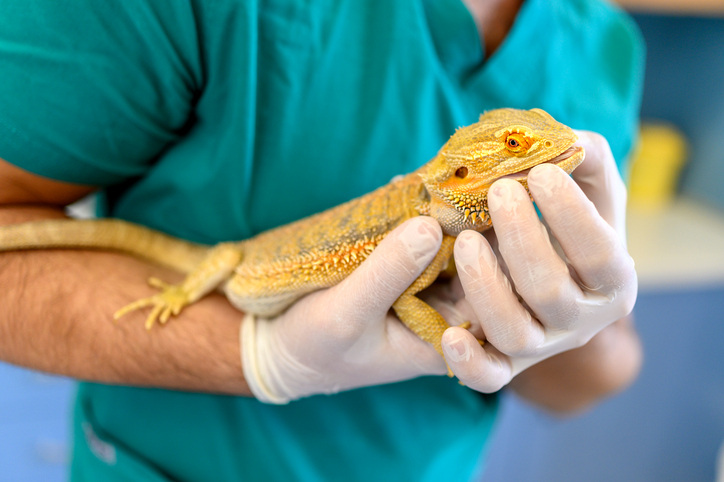 Veterinarian Technician caring for an exotic animal lizard