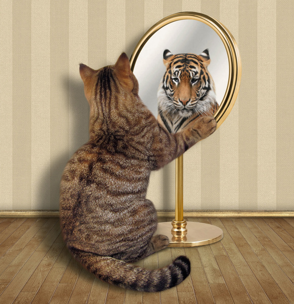 Cat looks at his reflection in the mirror and sees a tiger